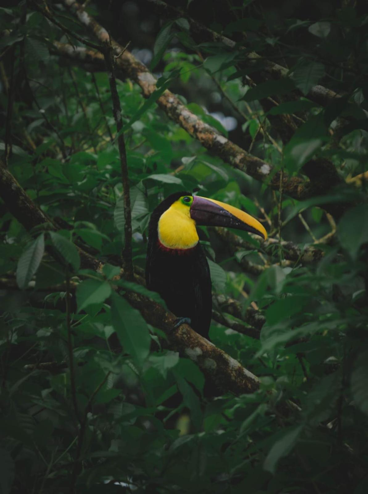 Yarumo Lodge, Rio Celeste Black Chalets Бихагуа Экстерьер фото